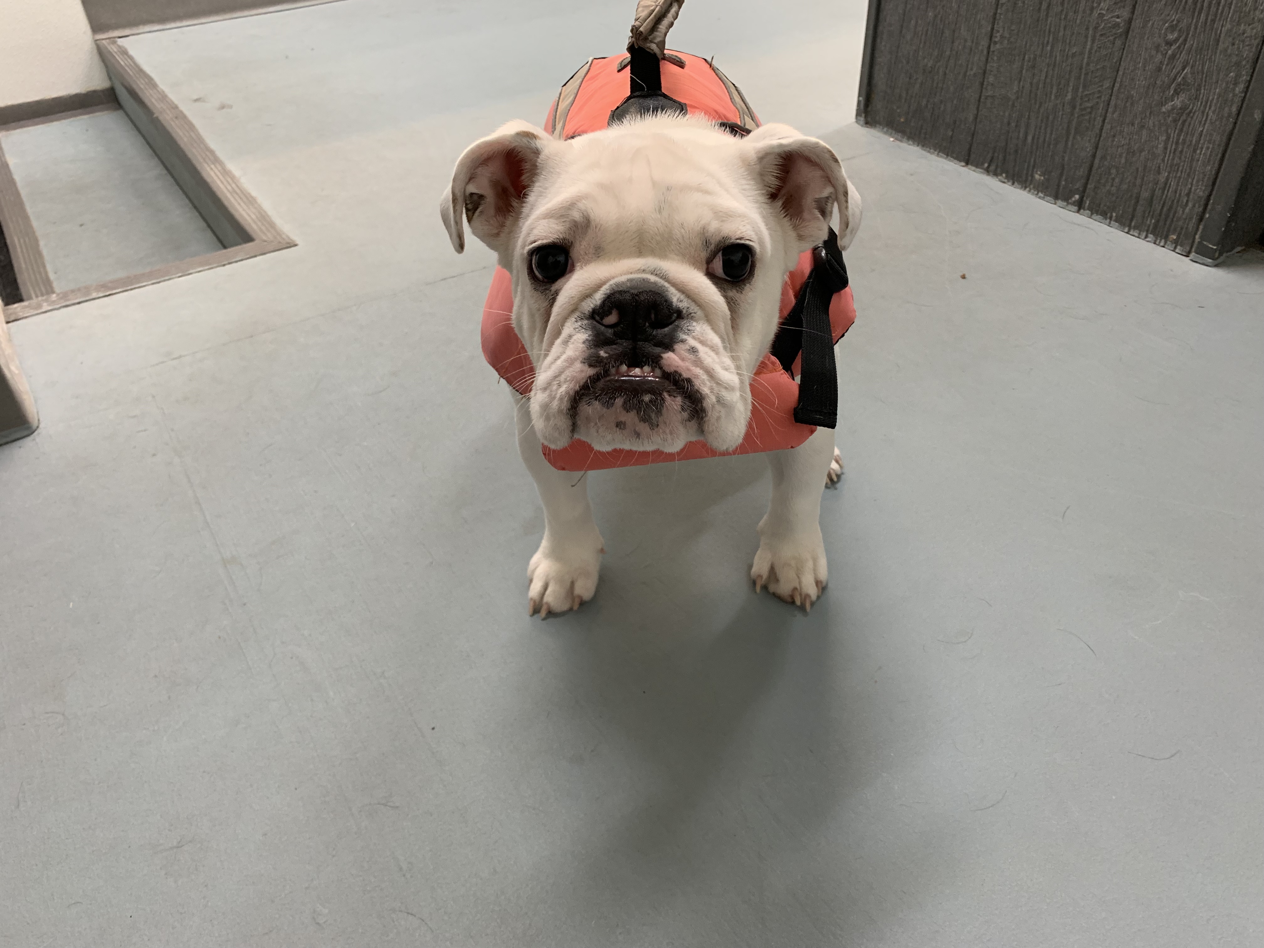 Nervous system in action: my puppy learns to swim